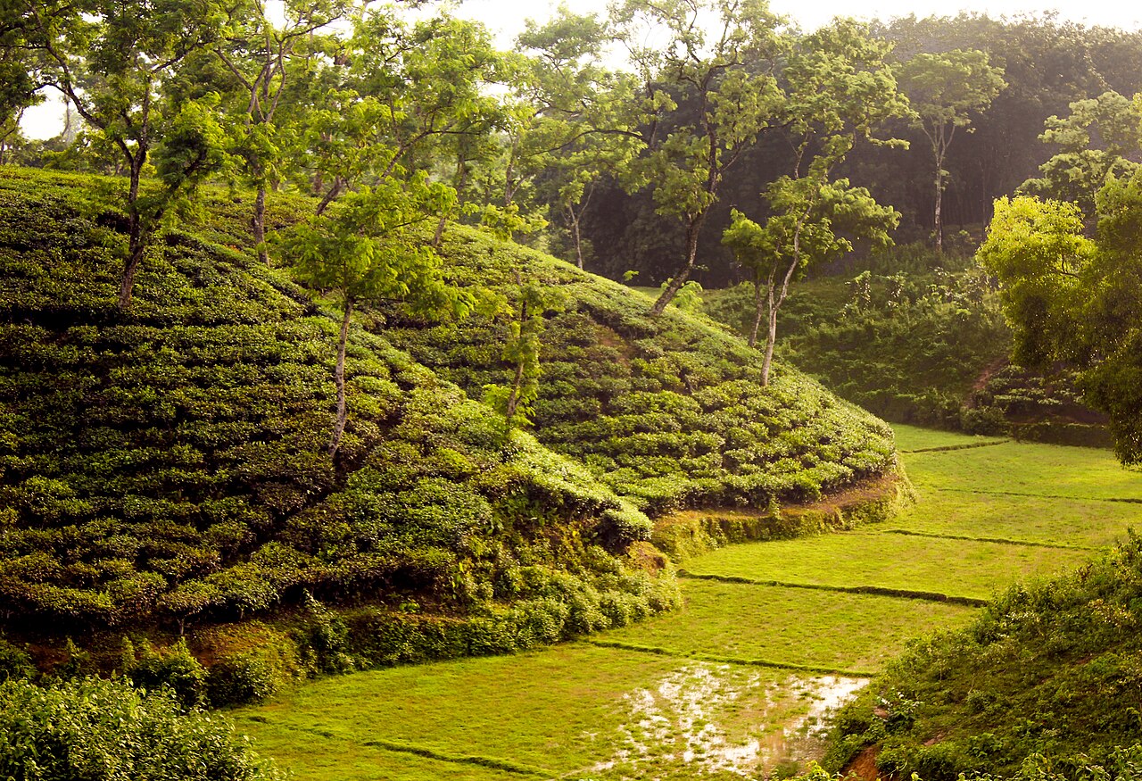 শ্রীমঙ্গল হোটেল ও রিসোর্ট